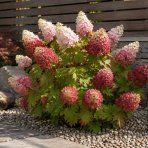 Hortenzia dubolistá (Hydrangea quercifolia) ‘RUBY SLIPPERS’ - výška 20-30 cm, kont. C2L